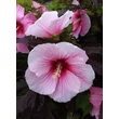 Kép 3/5 - Hibiscus moscheutos 'Summer Storm' – Mocsári hibiszkusz