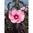 Kép 1/5 - Hibiscus moscheutos 'Summer Storm' – Mocsári hibiszkusz