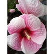 Kép 4/5 - Hibiscus moscheutos 'Summer Storm' – Mocsári hibiszkusz