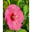 Kép 1/6 - Hibiscus moscheutos Summerific® 'Berry Awesome' – Mocsári hibiszkusz