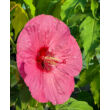 Kép 1/3 - Hibiscus moscheutos 'Summerific Berry Awesome' – Mocsári hibiszkusz
