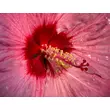 Kép 2/6 - Hibiscus moscheutos 'Summerific Berry Awesome' – Mocsári hibiszkusz - képek rendelés vásárlás a Megyeri Szabolcs Kertészeti webáruházban.