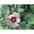 Kép 2/6 - Hibiscus moscheutos Summerific® 'Perfect Storm' – Mocsári hibiszkusz – Mocsári hibiszkusz - képek rendelés vásárlás a Megyeri Szabolcs Kertészeti webáruházban.