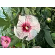 Kép 3/6 - Hibiscus moscheutos Summerific® 'Perfect Storm' – Mocsári hibiszkusz – Mocsári hibiszkusz - képek rendelés vásárlás a Megyeri Szabolcs Kertészeti webáruházban.