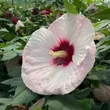 Kép 7/11 - Hibiscus moscheutos Summerific® 'Perfect Storm' – Mocsári hibiszkusz