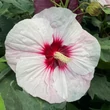 Kép 8/11 - Hibiscus moscheutos Summerific® 'Perfect Storm' – Mocsári hibiszkusz
