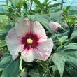 Kép 9/11 - Hibiscus moscheutos Summerific® 'Perfect Storm' – Mocsári hibiszkusz