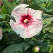 Kép 10/11 - Hibiscus moscheutos Summerific® 'Perfect Storm' – Mocsári hibiszkusz