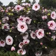 Kép 5/6 - Hibiscus moscheutos Summerific® 'Perfect Storm' – Mocsári hibiszkusz – Mocsári hibiszkusz - képek rendelés vásárlás a Megyeri Szabolcs Kertészeti webáruházban.