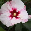 Kép 6/6 - Hibiscus moscheutos Summerific® 'Perfect Storm' – Mocsári hibiszkusz – Mocsári hibiszkusz - képek rendelés vásárlás a Megyeri Szabolcs Kertészeti webáruházban.