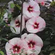 Kép 4/6 - Hibiscus moscheutos Summerific® 'Perfect Storm' – Mocsári hibiszkusz – Mocsári hibiszkusz - képek rendelés vásárlás a Megyeri Szabolcs Kertészeti webáruházban.