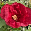 Kép 7/13 - Hibiscus moscheutos Summerific® 'Summer in Paradise' – Mocsári hibiszkusz
