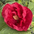 Kép 8/13 - Hibiscus moscheutos Summerific® 'Summer in Paradise' – Mocsári hibiszkusz