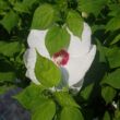 Kép 1/2 - Hibiscus x moscheutos 'Nippon' F1 - Óriás mocsári hibiszkusz fehér