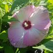 Kép 1/2 - Hibiscus x moscheutos 'Nippon' F1 - Óriás mocsári hibiszkusz világos rózsaszín sötét rózsaszín szemmel