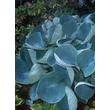 Kép 1/5 - Hosta 'Abiqua Drinking Gourd' - Árnyékliliom