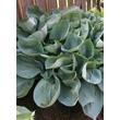 Kép 2/5 - Hosta 'Abiqua Drinking Gourd' - Árnyékliliom