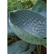 Kép 3/5 - Hosta 'Abiqua Drinking Gourd' - Árnyékliliom