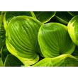 Kép 3/3 - Hosta 'Abiqua Moonbeam' – Árnyékliliom - képek rendelés vásárlás a Megyeri Szabolcs Kertészeti webáruházban.