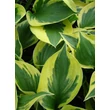 Kép 3/4 - Hosta 'Anne' - Árnyékliliom