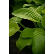 Kép 2/7 - Hosta 'August Moon' - Árnyékliliom