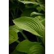 Kép 5/7 - Hosta 'August Moon' - Árnyékliliom