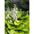 Kép 3/5 - Hosta 'August Moon' - Árnyékliliom