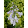 Kép 4/5 - Hosta 'August Moon' - Árnyékliliom
