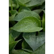 Kép 2/8 - Hosta 'Big Daddy' - Árnyékliliom
