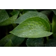 Kép 3/8 - Hosta 'Big Daddy' - Árnyékliliom