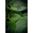 Kép 4/8 - Hosta 'Big Daddy' - Árnyékliliom