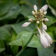 Kép 5/8 - Hosta 'Big Daddy' - Árnyékliliom