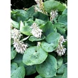 Kép 2/5 - Hosta 'Big Daddy' - Árnyékliliom