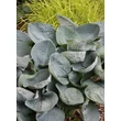 Kép 3/5 - Hosta 'Big Daddy' - Árnyékliliom