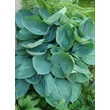 Kép 7/8 - Hosta 'Big Daddy' - Árnyékliliom