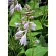 Kép 1/3 - Hosta 'Blue Cadet' – Árnyékliliom