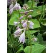 Kép 1/3 - Hosta 'Blue Cadet' – Árnyékliliom