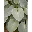 Kép 2/3 - Hosta 'Blue Cadet' – Árnyékliliom