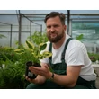 Kép 2/3 - Hosta 'Brim Cup' - Árnyékliliom Megyeri Szabolcs
