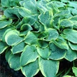 Kép 1/2 - Hosta 'Christmas Tree' – Árnyékliliom