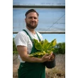 Kép 2/2 - Hosta 'First Blush' – Árnyékliliom