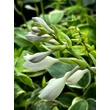 Kép 2/4 - Hosta 'First Frost' - Árnyékliliom - képek rendelés vásárlás a Megyeri Szabolcs Kertészeti webáruházban.