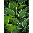 Kép 1/4 - Hosta 'First Frost' - Árnyékliliom