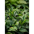 Kép 3/10 - Hosta 'First Frost' - Árnyékliliom - képek rendelés vásárlás a Megyeri Szabolcs Kertészeti webáruházban.
