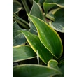 Kép 8/10 - Hosta 'First Frost' - Árnyékliliom - képek rendelés vásárlás a Megyeri Szabolcs Kertészeti webáruházban.