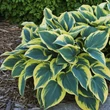 Kép 3/4 - Hosta 'First Frost' - Árnyékliliom