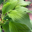 Kép 3/3 - Hosta fortunei – Árnyékliliom