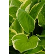 Kép 2/7 - Hosta fortunei 'Aureomarginata' – Árnyékliliom