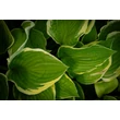 Kép 4/7 - Hosta fortunei 'Aureomarginata' – Árnyékliliom