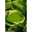 Kép 3/7 - Hosta fortunei 'Aureomarginata' – Árnyékliliom